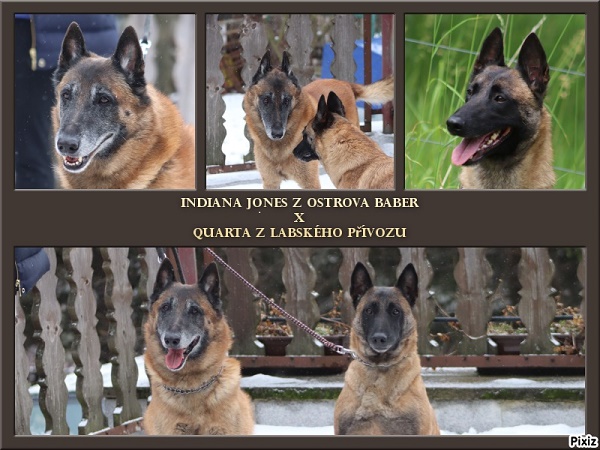 U Vrh - Kwanah - Malinois